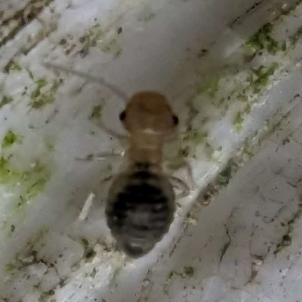 Picture of Liposcelis bostrychophila